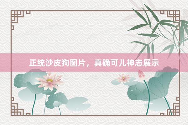 正统沙皮狗图片，真确可儿神志展示